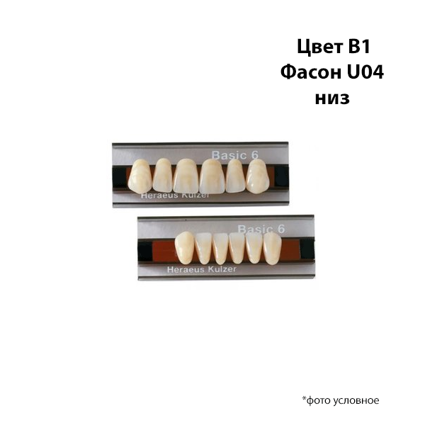 Зубы Basic 6 цвет В1 фасон U04 низ купить